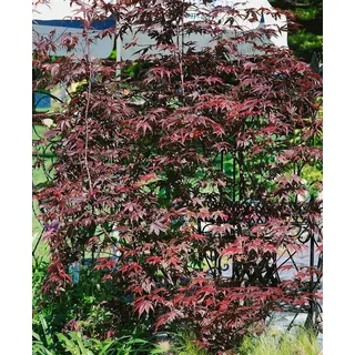 Pflanzen für Dich Gehölze Acer palm. Pung Kil, 1 St., Fächerahorn, Japanischer Ahorn rot