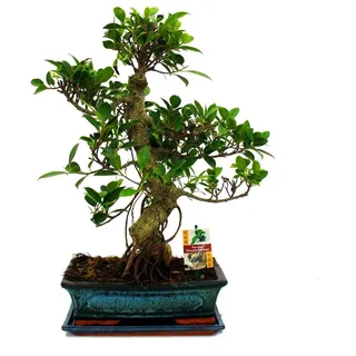 EXOTENHERZ Bonsai Chinesischer Feigenbaum Ficus retusa ca. 12-15 Jahre