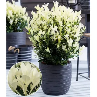 BALDUR Garten Zierstrauch Euonymus 'Himalaya', 1 St., Kompakt, immergrün,winterhart, mehrjährig, pflegeleicht weiß