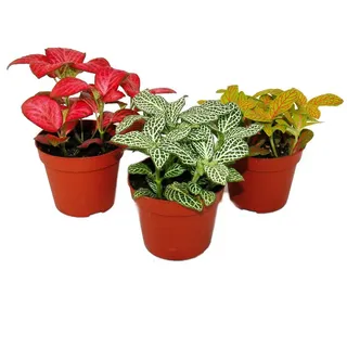 EXOTENHERZ Set mit 3 verschiedenfarbige Fittonia Pflanze Silbernetzblatt, Mosaikpflanze, 9cm Topf