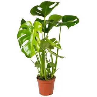 Bloomique - Monstera Deliciosa - Fensterblatt - Zimmerpflanzen - Pflegeleicht - Luftreinigend - Höhe 50-70 cm - Topf 17 cm