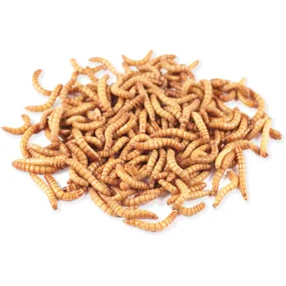 Mehlwürmer lebend 500g - SüdPro - frisch, für Vögel, Fische, Igel und Reptilien