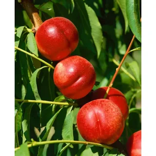 Pflanzen Für Dich Gehölze Prunus nuc. 'Fantasia', 1 St., Nektarine, Nektarinenbaum rosa