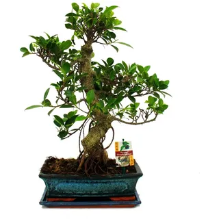 EXOTENHERZ Bonsai Chinesischer Feigenbaum Ficus Retusa ca. 12-15 Jahre