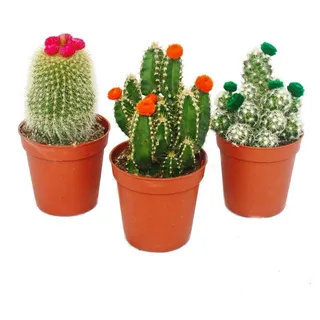 EXOTENHERZ Kakteen-Set 3 verschiedene Pflanzen 5,5cm Topf mit bunten Strohblüten