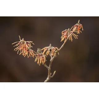 Pflanzen für Dich Gehölze Hamamelis intermedia Aurora, 1 St., Hybrid-Zaubernuss, Zaubernuss gelb
