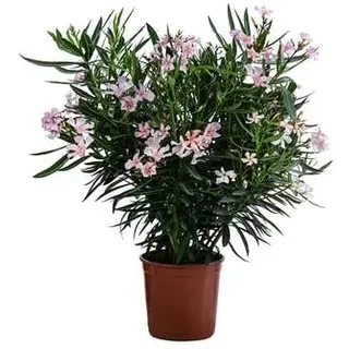 Oleander, Busch, Rosa