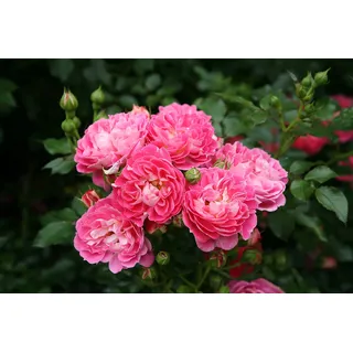 GARTEN SCHLÜTER® Zwergrose 'Charmant®' - ADR-Rose