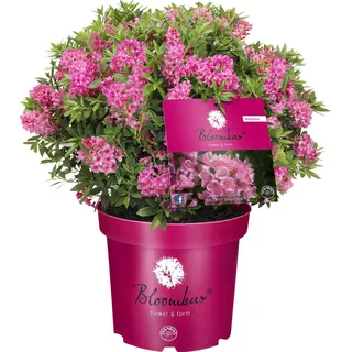 Zwerg-Rhododendron Bloombux® Magenta Höhe ca. 20 - 30 cm Topf ca. 2 l