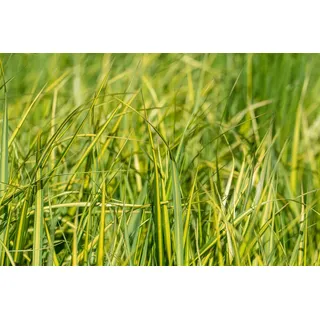 Pflanzen Für Dich Gräser Calamagrostis acut. England