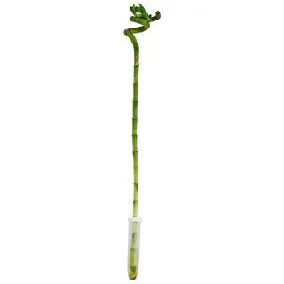 Dehner Glücksbambus - Dracaena sanderiana 'Lucky Bamboo'