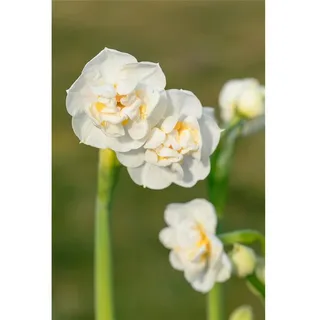 Edel-Narzisse, Narcissus 'Bridal Crown', weiß, gefüllt, duftend - vorgetrieben, in Gärtnerqualität von Blumen Eber - 11 cm
