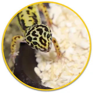 Hobby Sepia Crunch Stücke aus Sepiaschale zur Nahrungsergänzung - 120 g