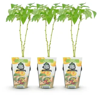 GreenboutiQ - Obstpflanzen - Himbeere - Rubus idaeus Fallgold - Winterhart - 3 Pflanzen - Topf 9 cm - Gelbe Himbeere