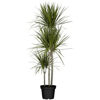 Piardino Drachenbaum  (Dracaena marginata, Topfgröße: 24 cm, Blattfarbe: Grün)