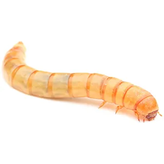proinsects Lebende Mehlwürmer (500 g)