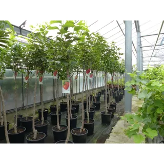 gruenwaren jakubik Kaki Baum 160-180 cm Sorte "Rojo Brilliante" Kakipflaume