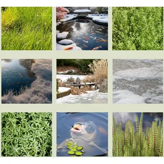 WASSERPFLANZEN WOLFF - Winter Pflanzenset Gartenteich - produzieren Sauerstoff unter der Eisdecke - winterhart - QUALITÄTSSTAUDEN - 4er Mix im 19cm PFLANZKORB