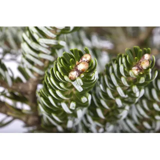 Pflanzen Für Dich Abies Koreana 'silver Star' C 7,5 Gestäbt 50-60