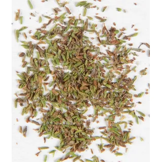 Besenheide Heidekraut Calluna vulgaris 500 Samen