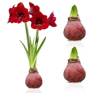 Amaryllis in Wachs Glitter Red - 2 Wachsamaryllis Blumenzwiebeln - Wax Amaryllis Zwiebel in Großformat 28/30 - Echte Pflanzen aus Holland - Hippeastrum (keine Samen, nicht künstlich)