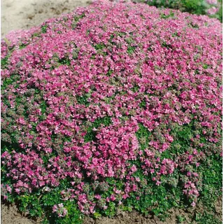 Pflanzen Für Dich Thymus Praecox Minor P 0,5