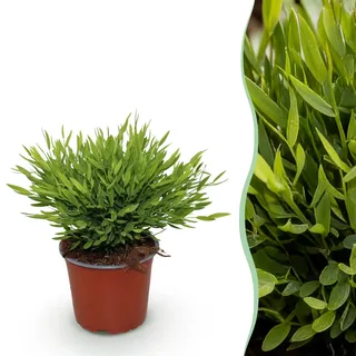 Green boutiQ - Zimmerpflanze - Bamusa Pogonatherum Monica - Bambusgras - Haustierfreundliche Pflanze - Grün - 1 Pflanze - Topf 12cm - Höhe 20cm