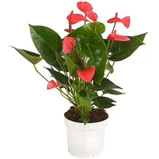 Dehner Große Flamingoblume - Anthurium andreanum, rosa, Pink, Rosa