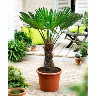 Seltene Trachycarpus Wagnerianus Hanfpalme bis 100 cm Höhe Frosthart bis -19 Grad
