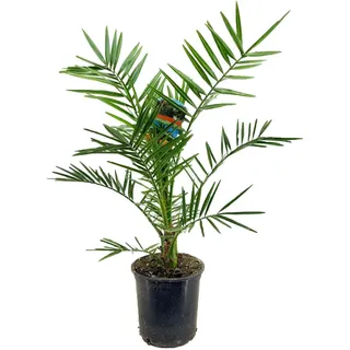 Dattelpalme Phoenix canariensis, Topf 19 cm