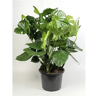 XXL Monstera Deliciosa Pflanze – 80-100 cm Hoch – Dschungel-Pflanze für Zuhause & Büro – Luftreinigende Zimmerpflanze