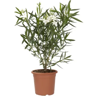 KENTIS - Nerium Oleander Weiß Winterharte Pflanzen für Garten - Blühende Heckenpflanzen für Balkon und Terrasse - H 125/150 cm Topf Ø 30 cm