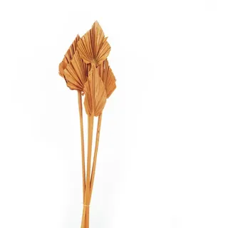 Flowerbox Trockenblumen »Palmspear« - gelb