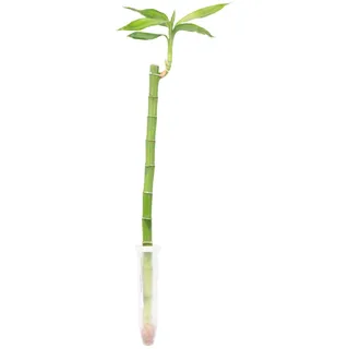 Glücksbambus `Lucky Bamboo`  im Röhrchen - Dracaena Sanderiana mit geradem Stängel - Länge ca. 50 cm