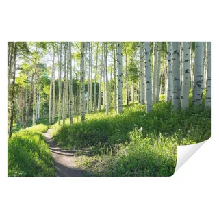 WallArena Fototapete Mehrfarbig, Papier, Baum/Pflanze/Natur, Rechteckig, 400x280 cm, FSC 100%, Tapeten - Wandverkleidungen, Fototapeten