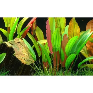 Aquaone Wasserpflanze Aquarium Pflanze Echinodorus 'Red Diamond' Nr.374D