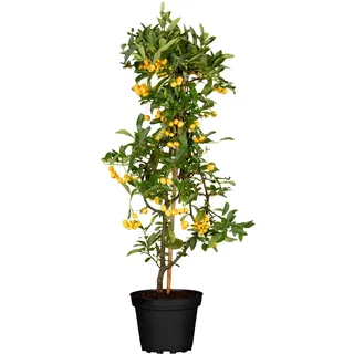 GARTEN SCHLÜTER® Feuerdorn Soleil d'or Pyracantha Gelb Immergrüne Pflanze | Als Sichtschutz-Hecke - Heckenpflanze/Kletterpflanze