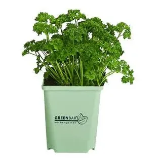 GREENBAR® Petersilie 'Mooskrause', Grün