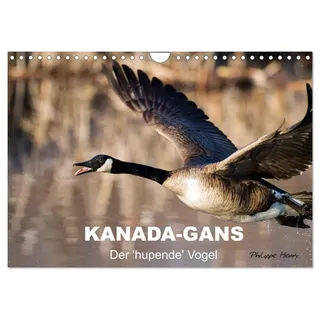 Calvendo KANADA-GANS - Der 'hupende' Vogel (Wandkalender 2026 DIN A4 quer), CALVENDO Monatskalender (CALVENDO Orte)