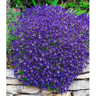 BALDUR Garten Bodendecker Blaukissen 'Cascade Blue', 3 St., Polsterstauden, immergrün, genügsam,winterhart, mehrjährig lila