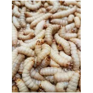 ANEWSIR Zoo-Papp Bienenmaden lebend XXL 250 Stück Wachsmaden Lebendfutter Reptilien | lebende Maden zum Angeln | Futtertiere lebend Maden Angeln lebend Maden lebend Wachsmottenlarven lebend