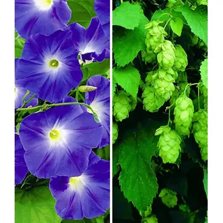 BALDUR Garten Kletterpflanze Kletterpflanzen-Kollektion, 2 St., Trichterwinde,winterhart, mehrjährig, pflegeleicht blau