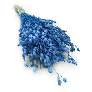 Enchanted Trockenblumen Dekogras Silene Aufgeblasenes Leimkraut Getrocknetes Gras Ziergras Natürlich Deko Blau