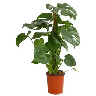 Fensterblatt - Monstera deliciosa am Moosstab, Grün