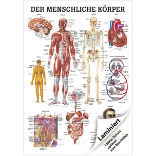 Der menschliche Körper Mini-Poster Anatomie 34x24 cm medizinische Lehrmittel, Laminiert