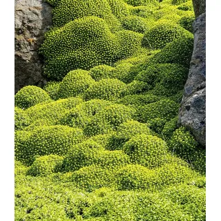 BALDUR Garten Bodendecker Andenpolster 'Azorella', 6 St., Bienenfutterpflanze, winterhart, mehrjährig, bienenfreundlich gelb