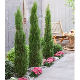 BALDUR Garten Zierstrauch Echte Toskana 'Säulen-Zypresse', 3 St., Mittelmeerzypresse, winterhart, mehrjährig grün