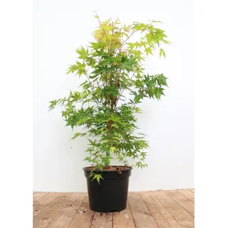 Pflanzen für Dich Gehölze Acer palmatum Sangokaku, 1 St., Japanischer Ahorn, Fächerahorn