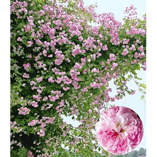 BALDUR Garten 1x Rambler-Rose 'Paul's Himalayan Musk Rambler'