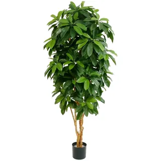 aplanta Künstliche Schefflera - Ove | cm
